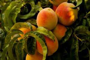 Summertime Peaches