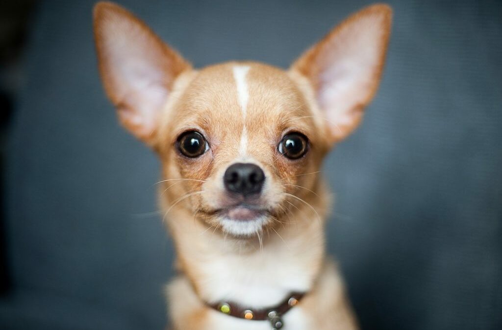 Ay, Chihuahua!